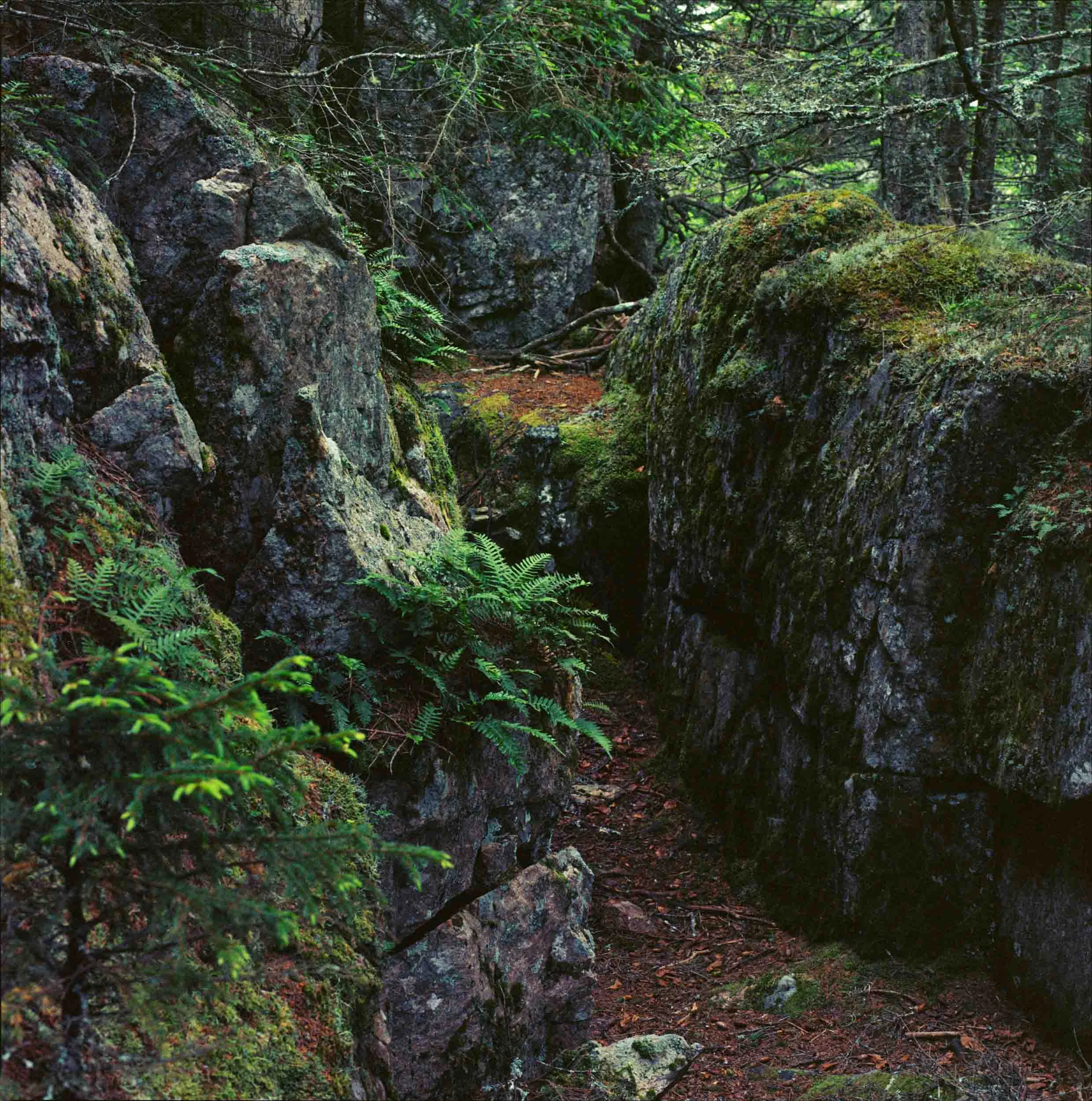 Naturalist History of Penobscot Bay-6.jpg