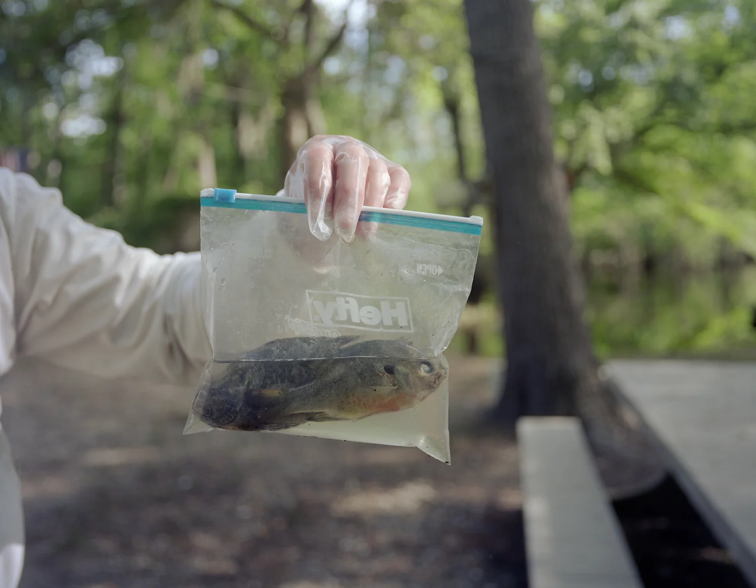 Thawing fish frozen after the May 2011 fish kill Effingham County