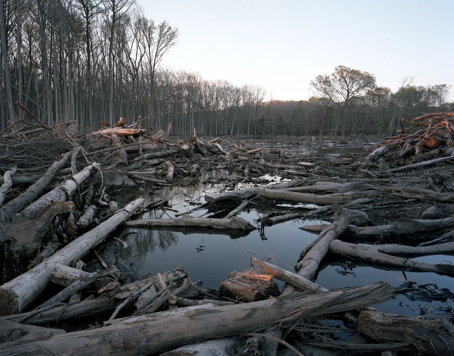 Flooding of clear-cutting site on Old Ogeechee Road Screven County