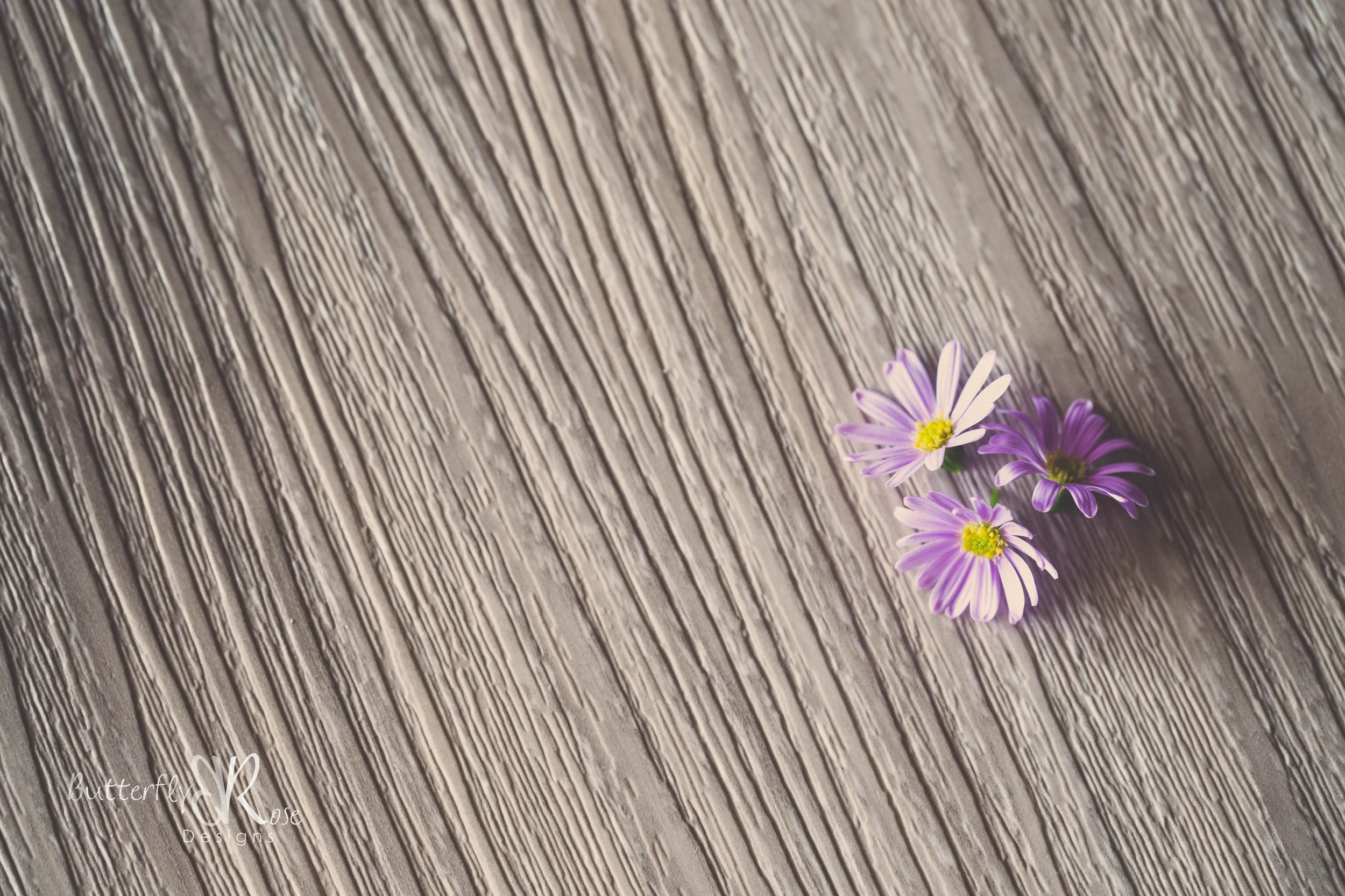 Canon 5D Mark III, Canon 100mm f/2.8L macro, f/5.6, 1/50 seconds, ISO 800