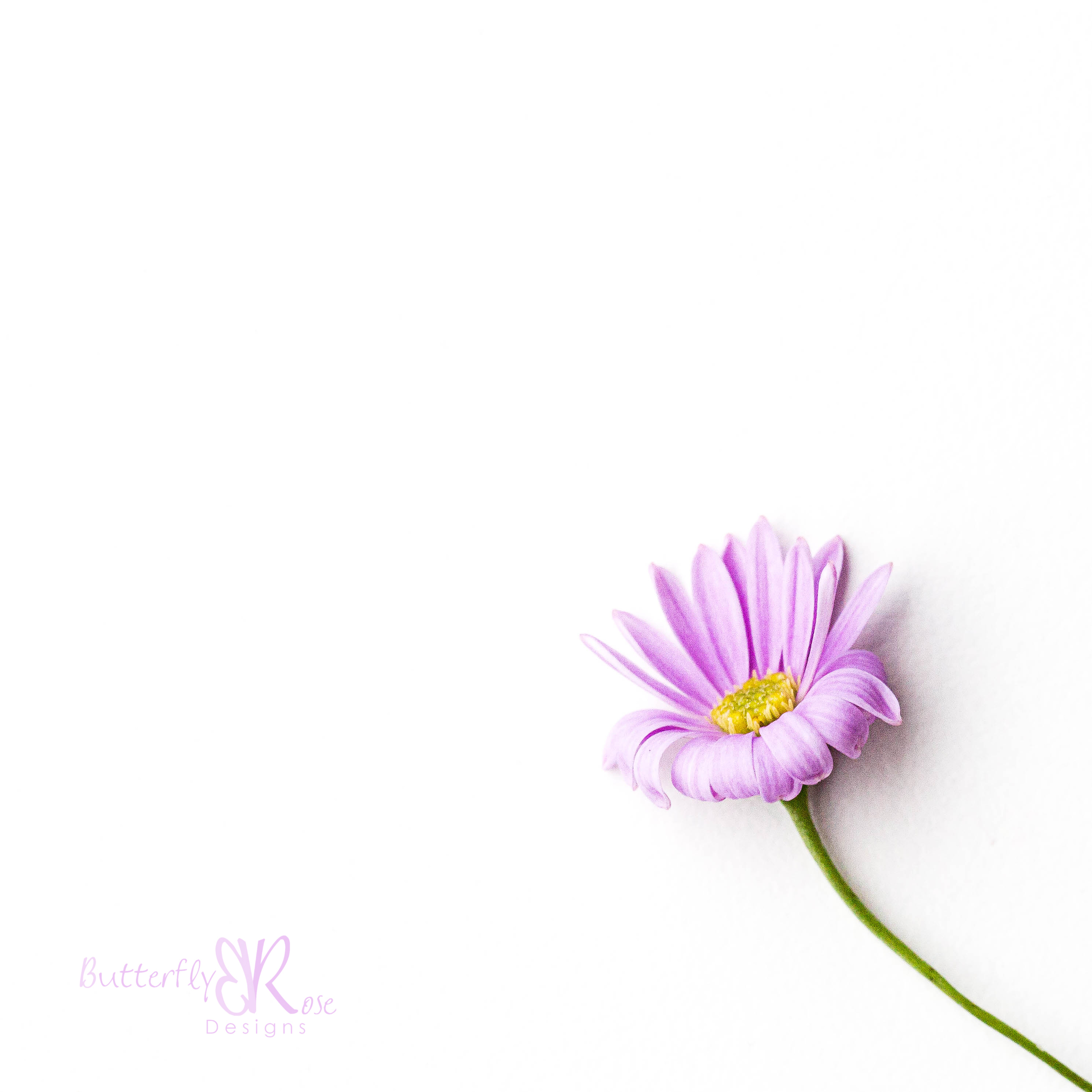  Canon 5D III, Canon 100mm f/2.8L macro, 1/40 seconds, f/11, ISO 800