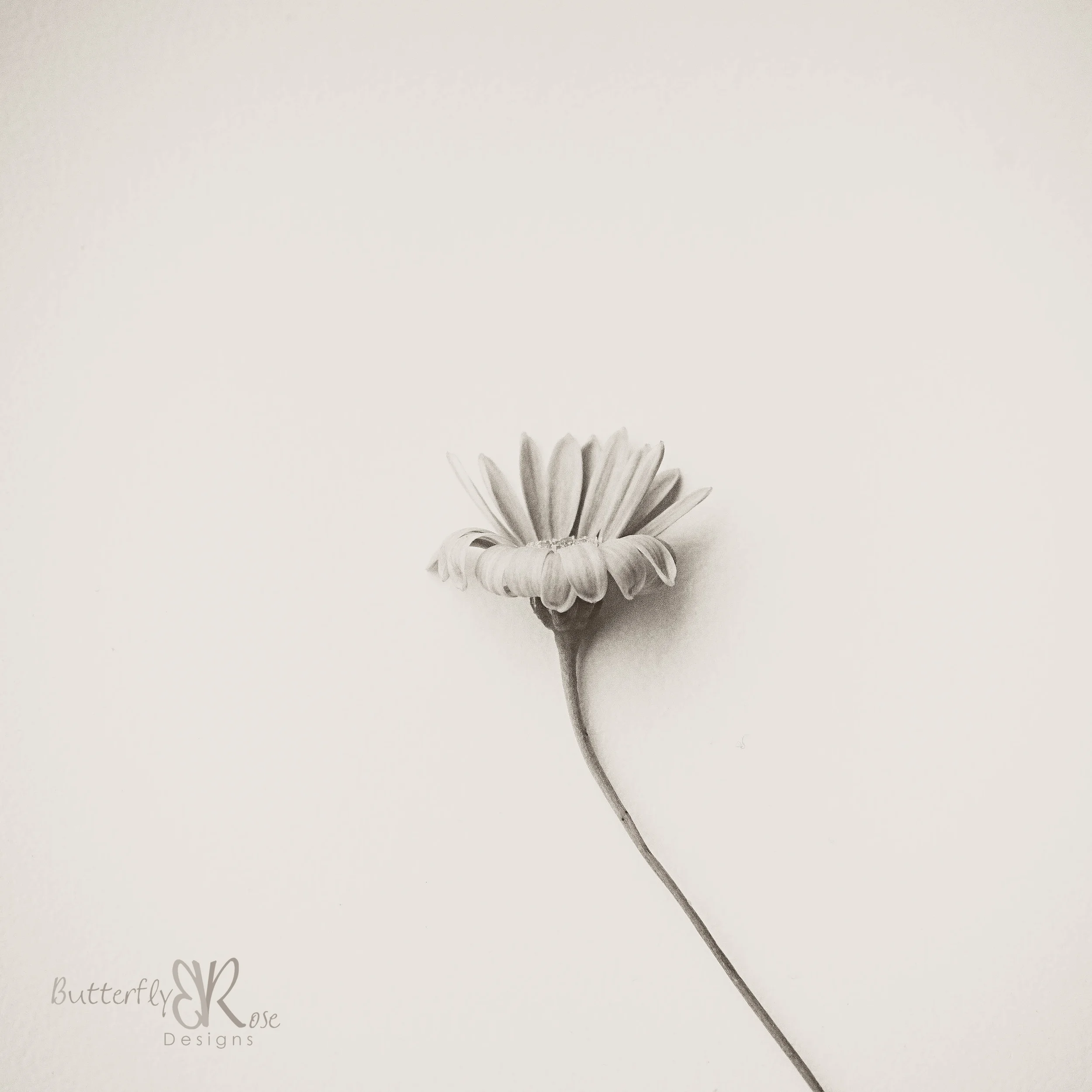  Canon 5D III, Canon 100mm f/2.8L macro, 1/60 seconds, f/11, ISO 800
