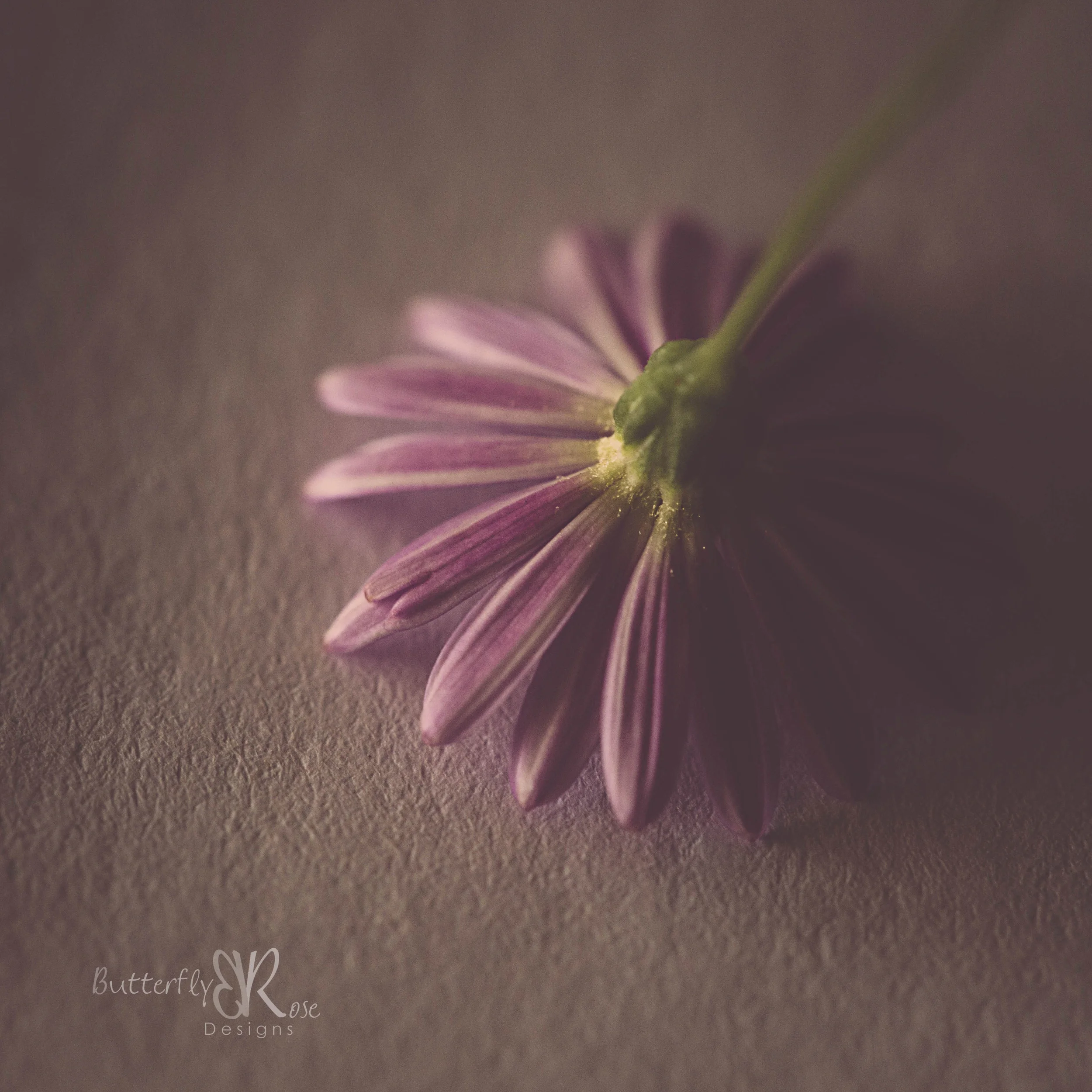  Canon 5D III, Canon 100mm f/2.8L macro, 1/60 seconds, f/5.6, ISO 1600