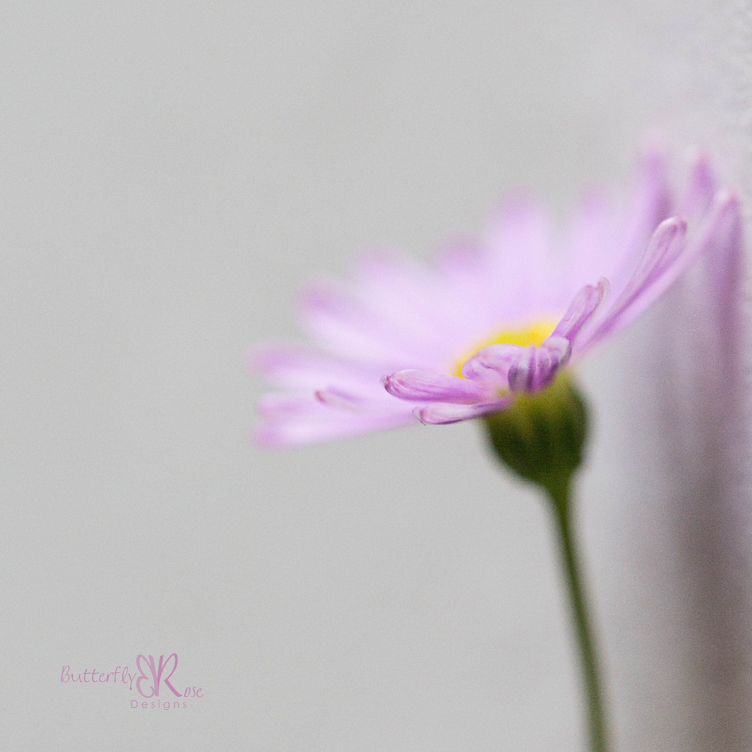  Canon 5D III, Canon 100mm f/2.8L macro, 1/60 seconds, f/5.6, ISO 1600