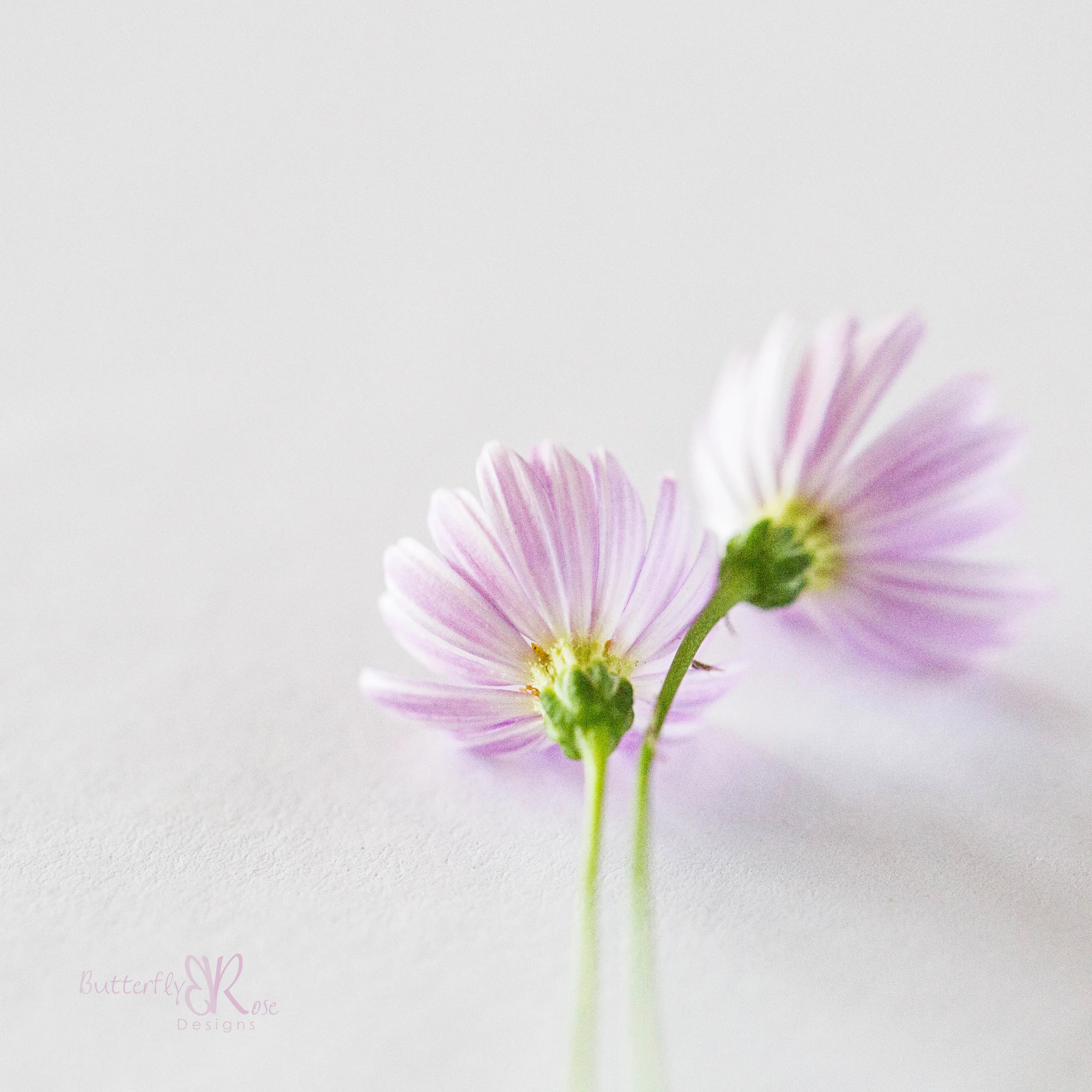 Canon 5D III, Canon 100mm f/2.8 L macro, 1/160 seconds, f/5.6, ISO 1600