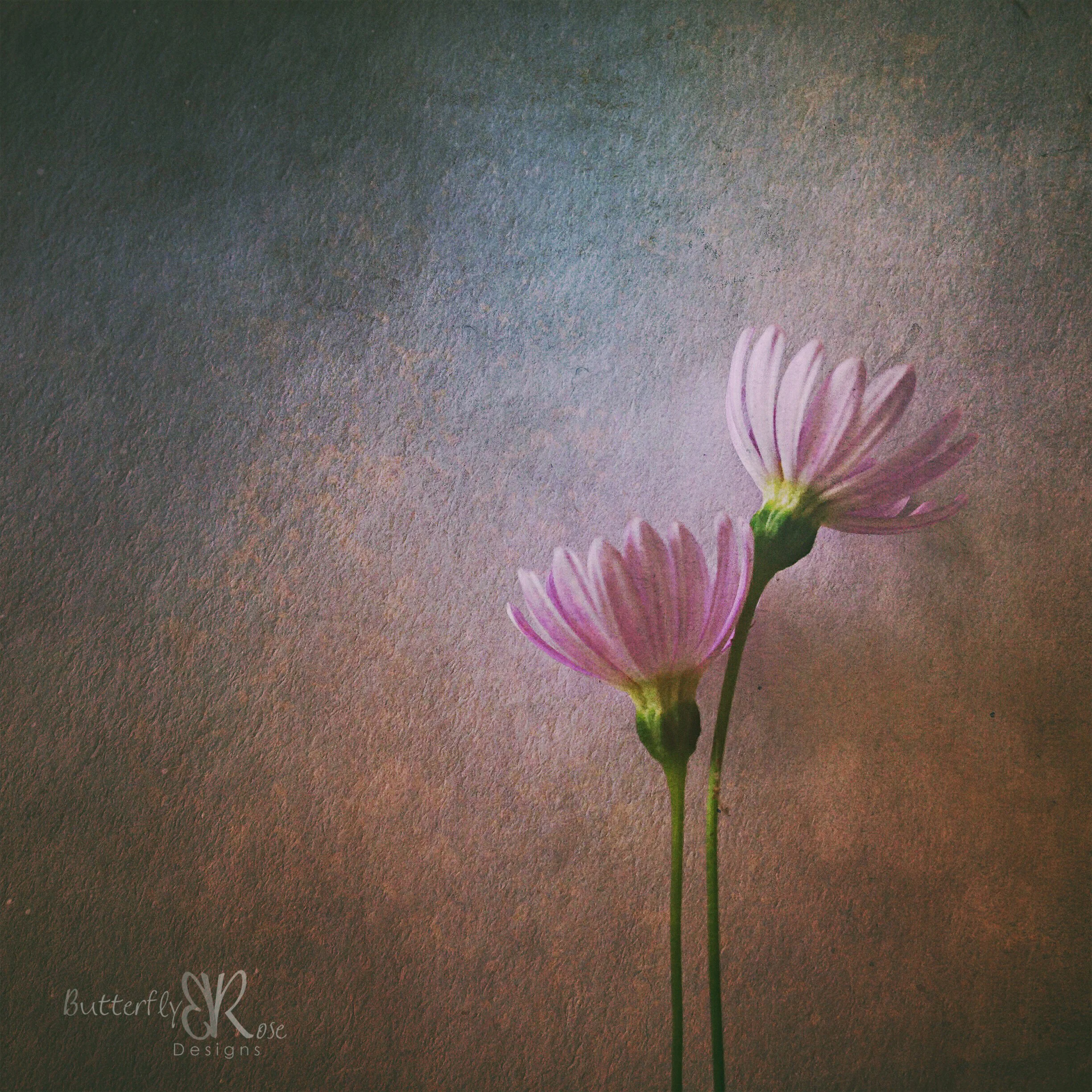  iPhone 5C, Mextures