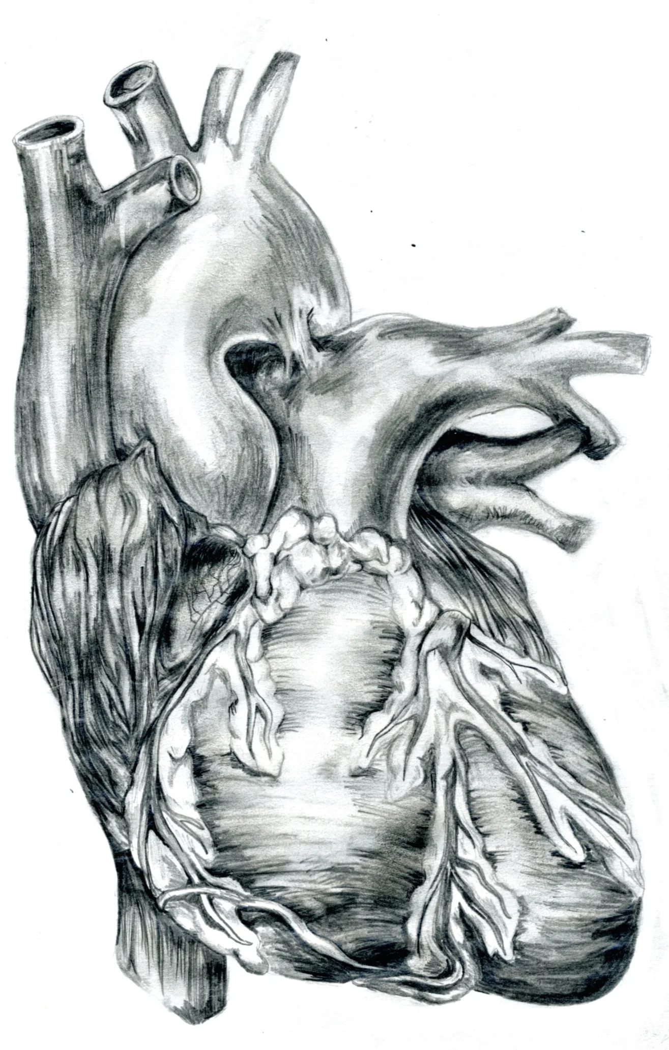 heart.