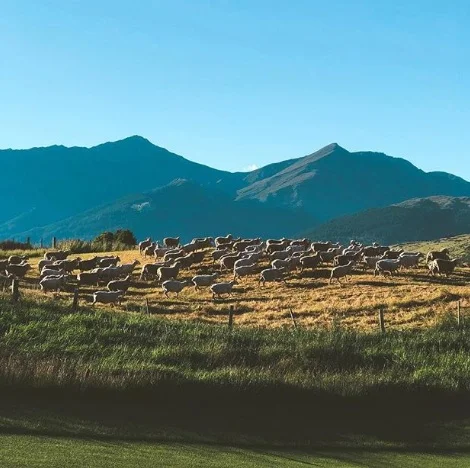 Did you know? Sheep wander freely on the working farm around Jack's Point.