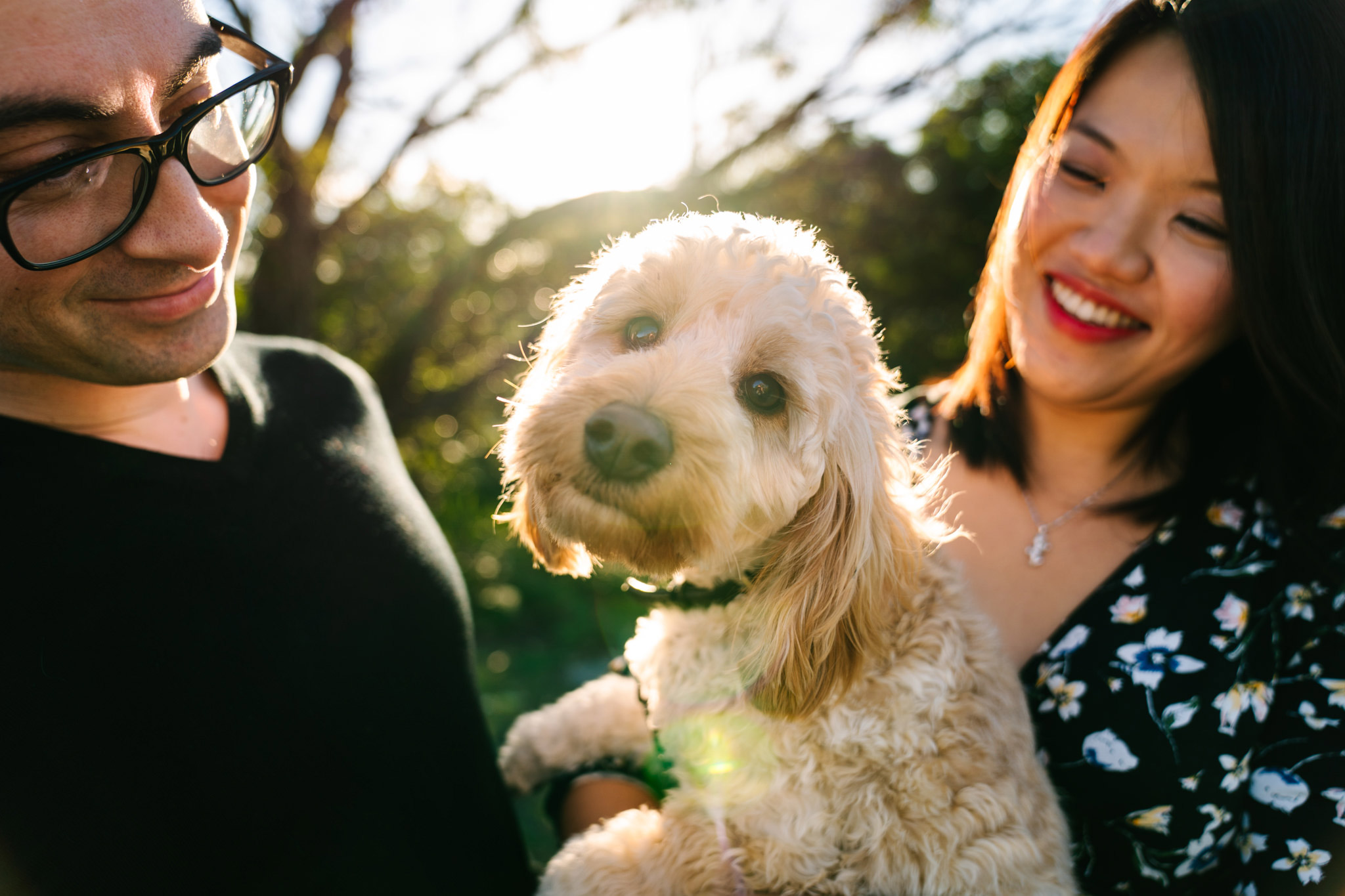 Cute poodle looking at camera while pregnant mother and father look on