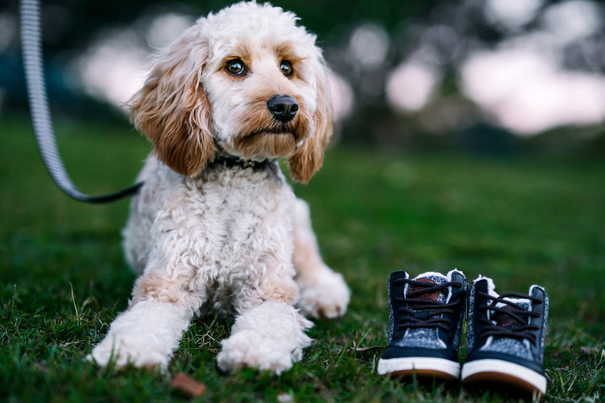 Cute poodle puppy posing beside a pair of baby shoes