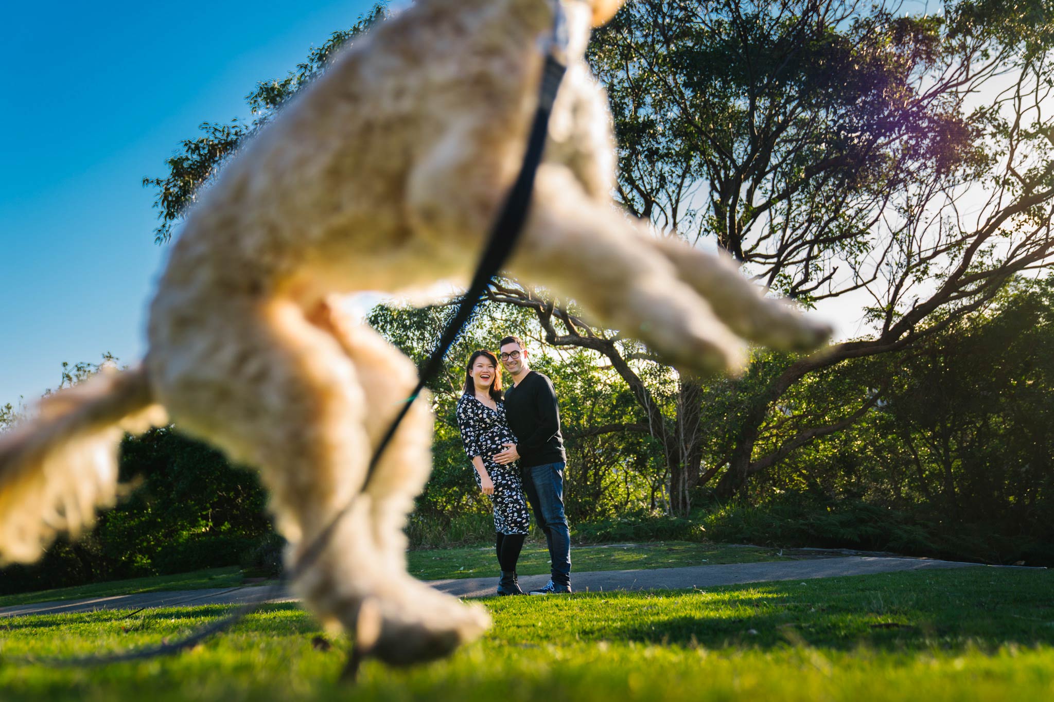Puppy jumping and making pregnant couple laugh during Northern Beaches maternity session