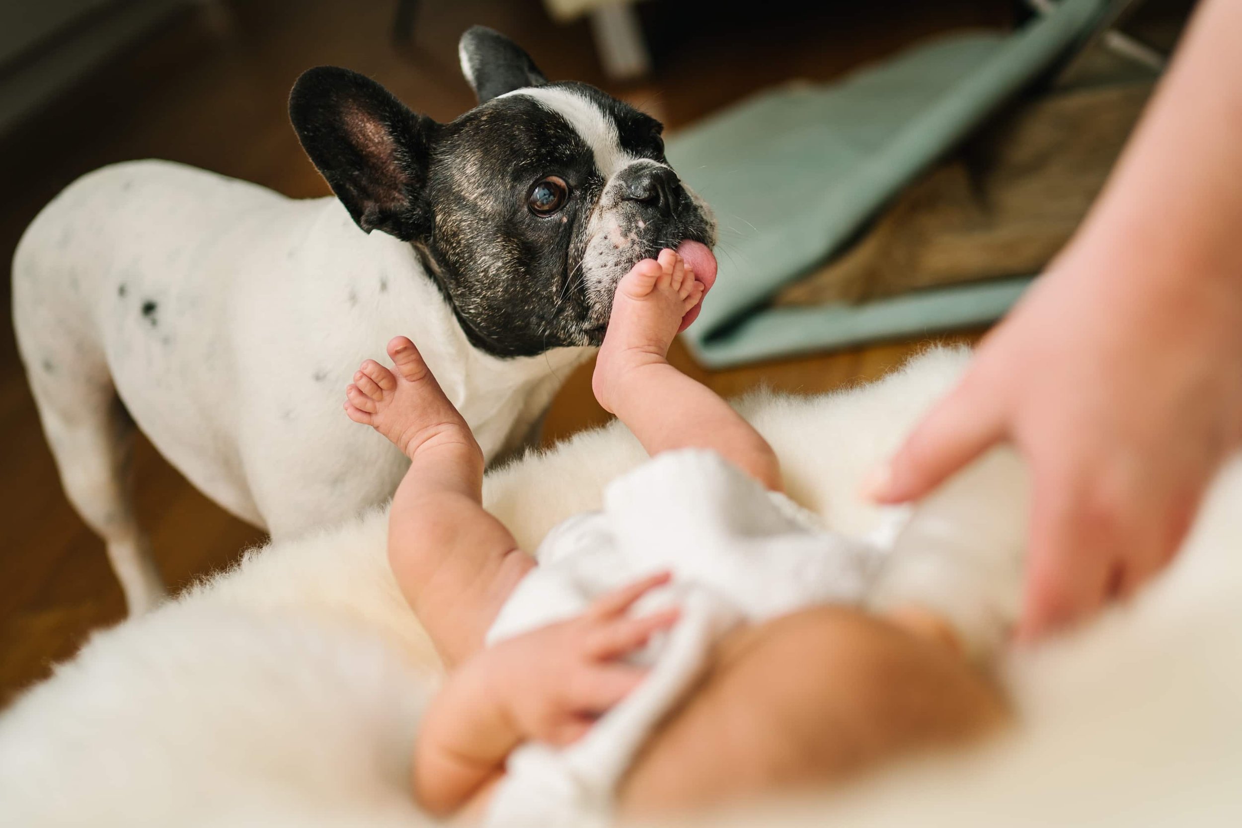 French bulldog licking the foot of a newborn baby