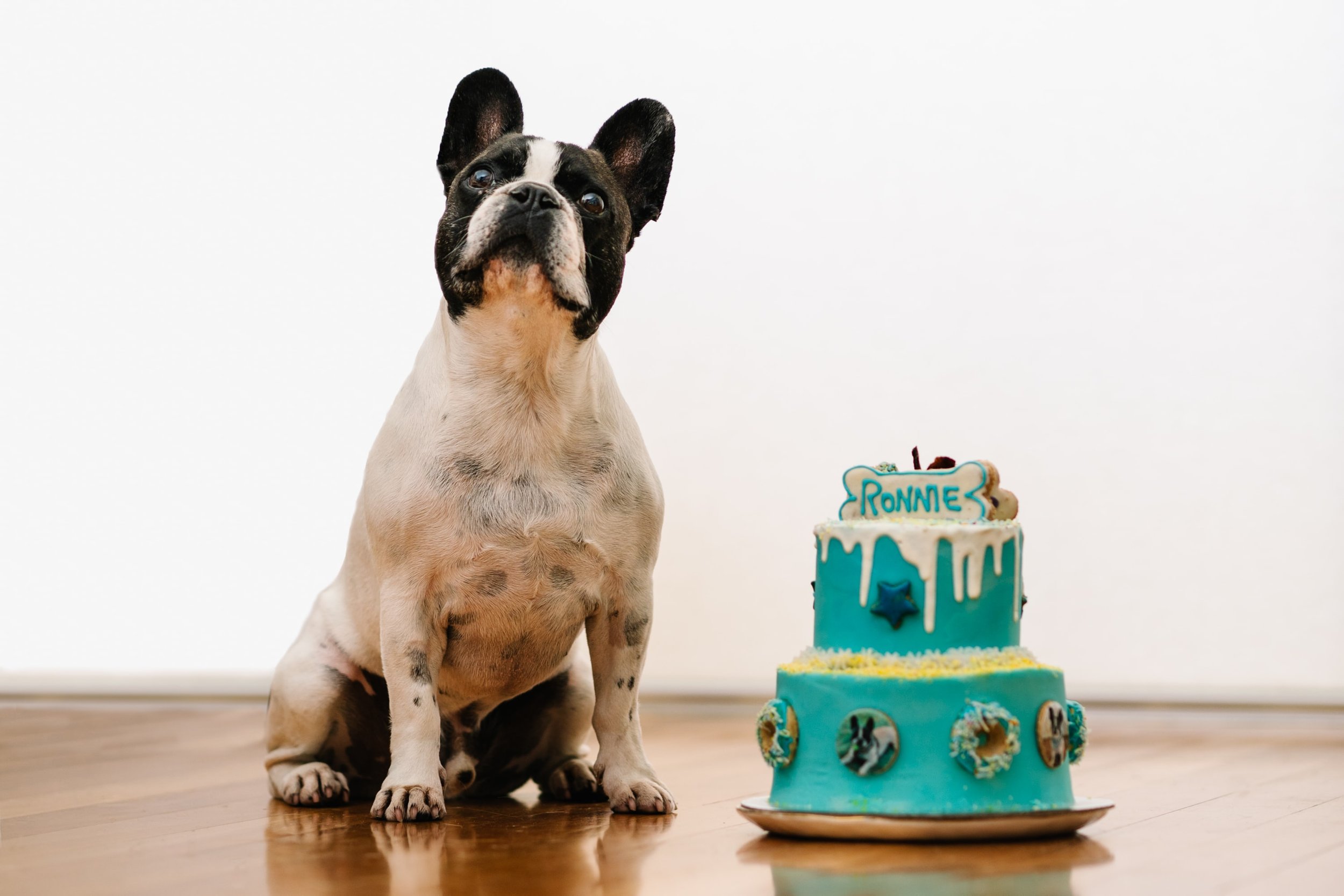 French bulldog posing with aqua birthday cake