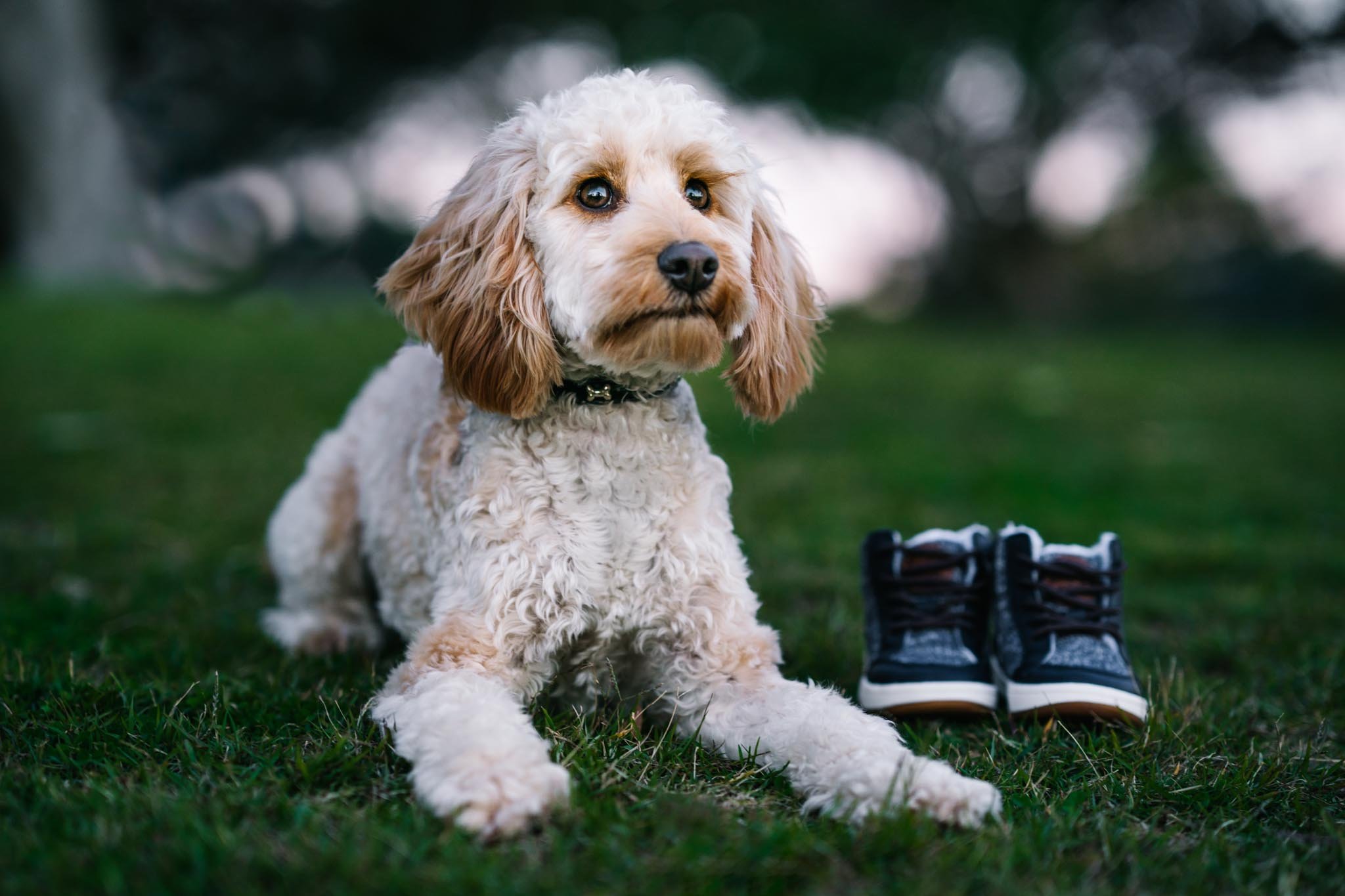 Cute fluffy white dog posing beside baby shoes