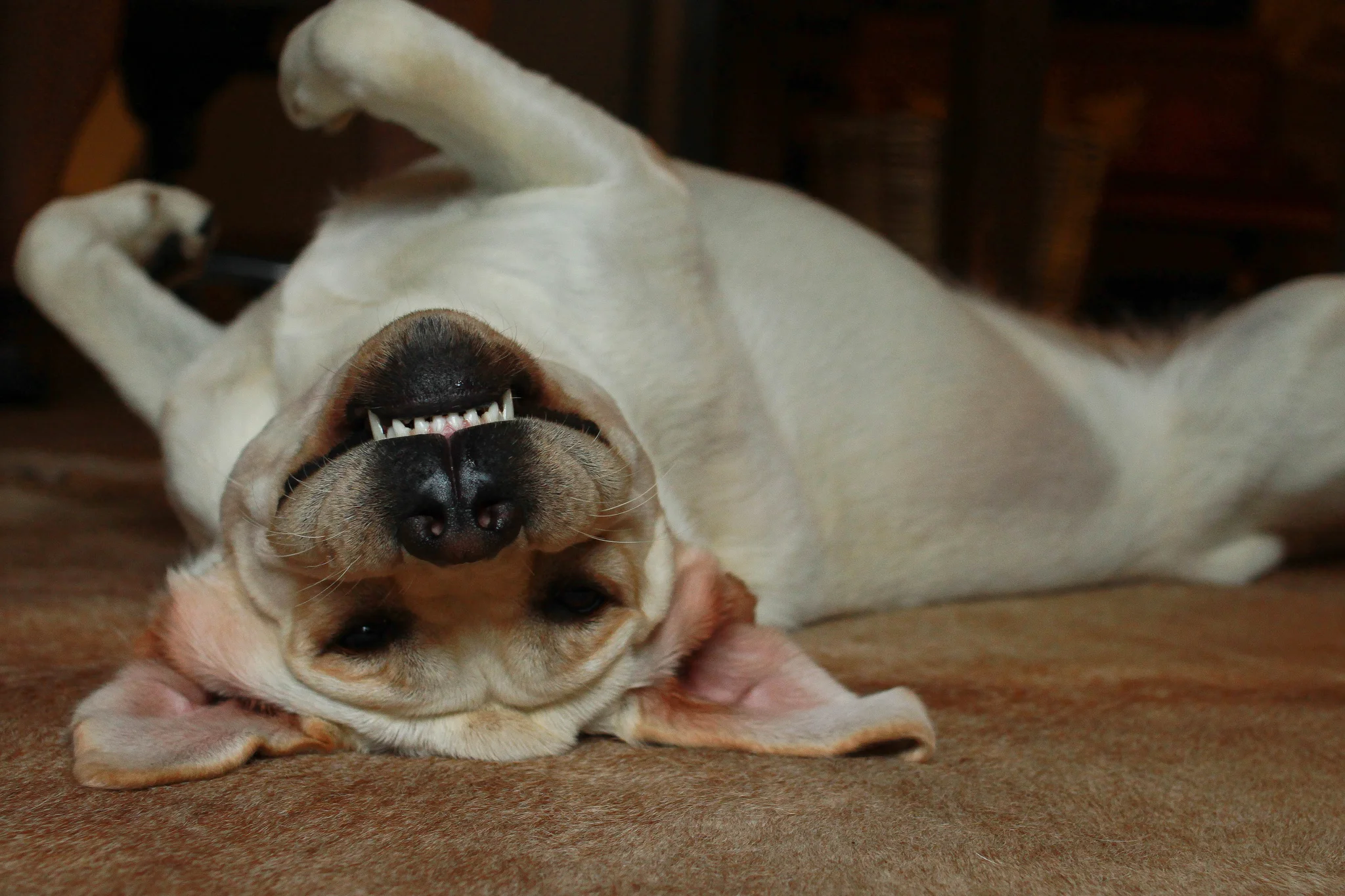 dog-smile.jpg