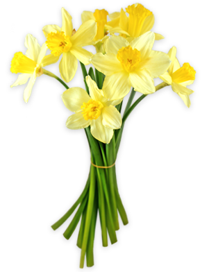 daffodils.png
