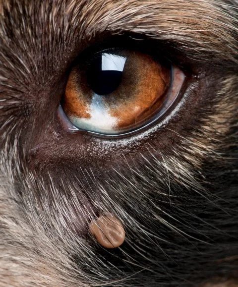 Dog-eye-with-tick-Small.jpg