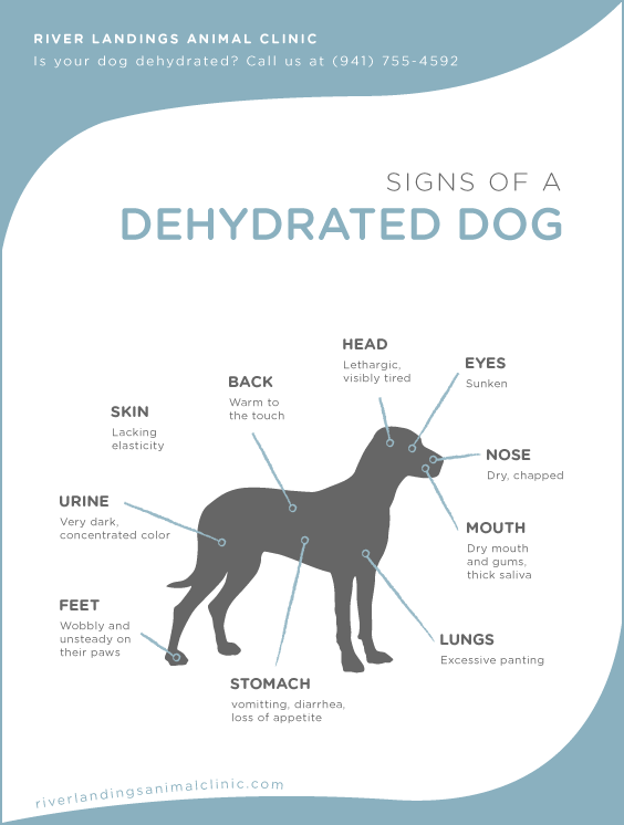 Signs of a dehydrated dog — River Landings Clinic in Florida