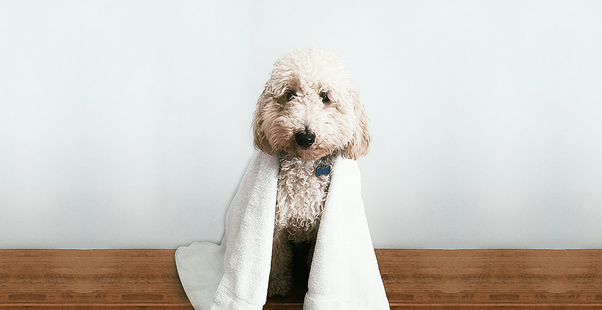 dog-bathed.jpg