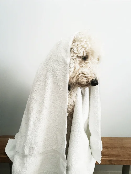 dog-in-towel.jpg