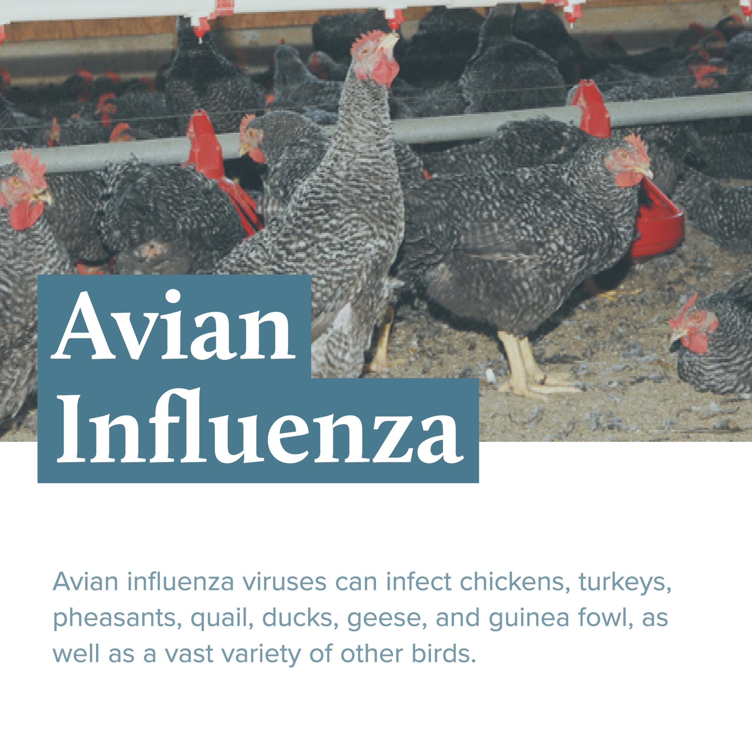 Signs Of Illness In Poultry Avian Influenza — River Landings Animal