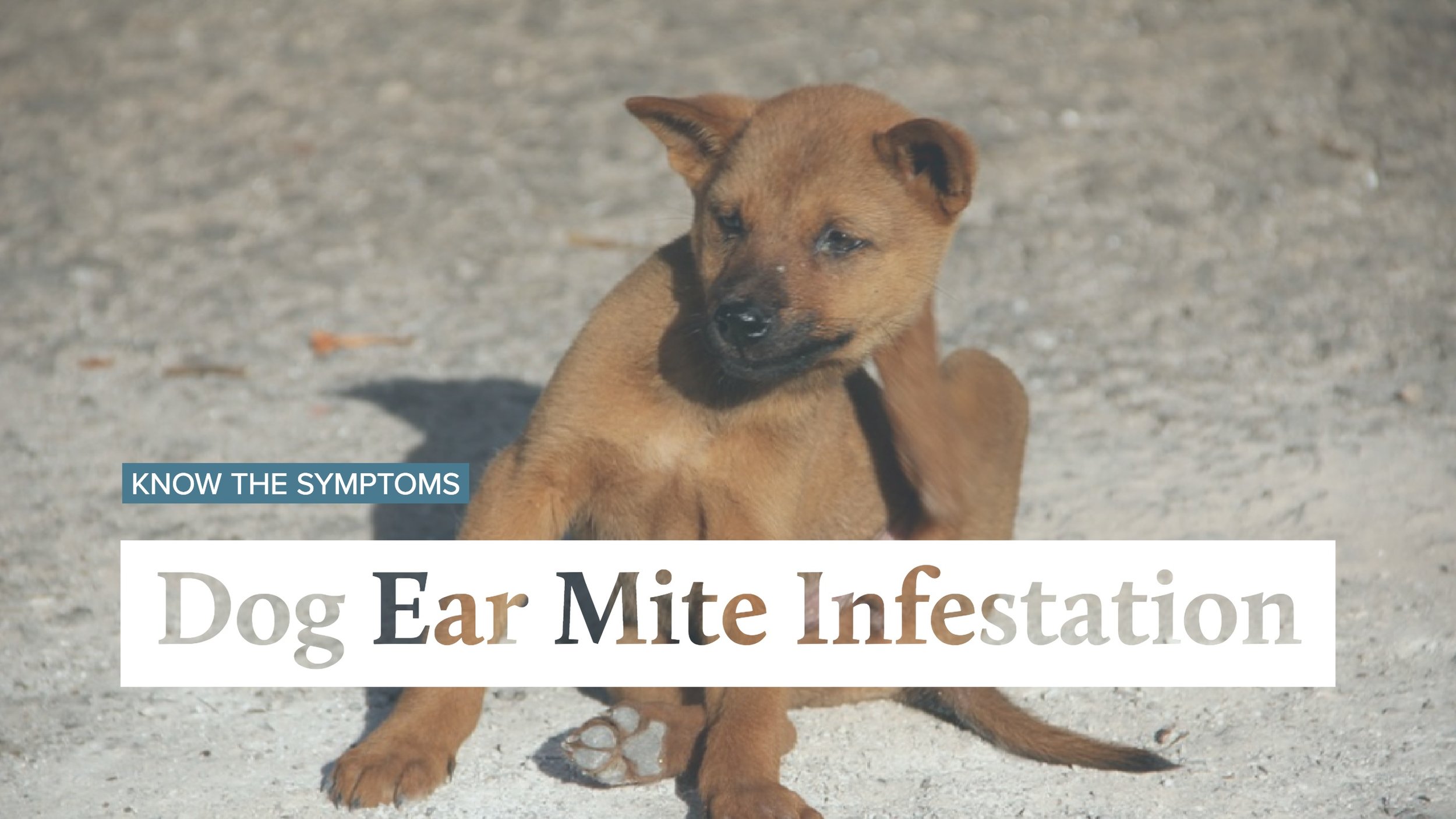 can ear mites spread from cat to dog