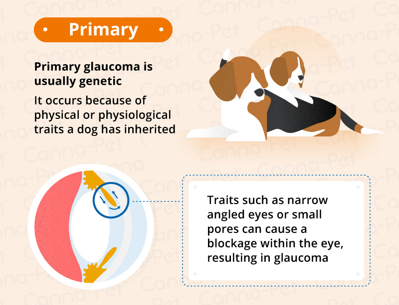 can glaucoma be treated in dogs