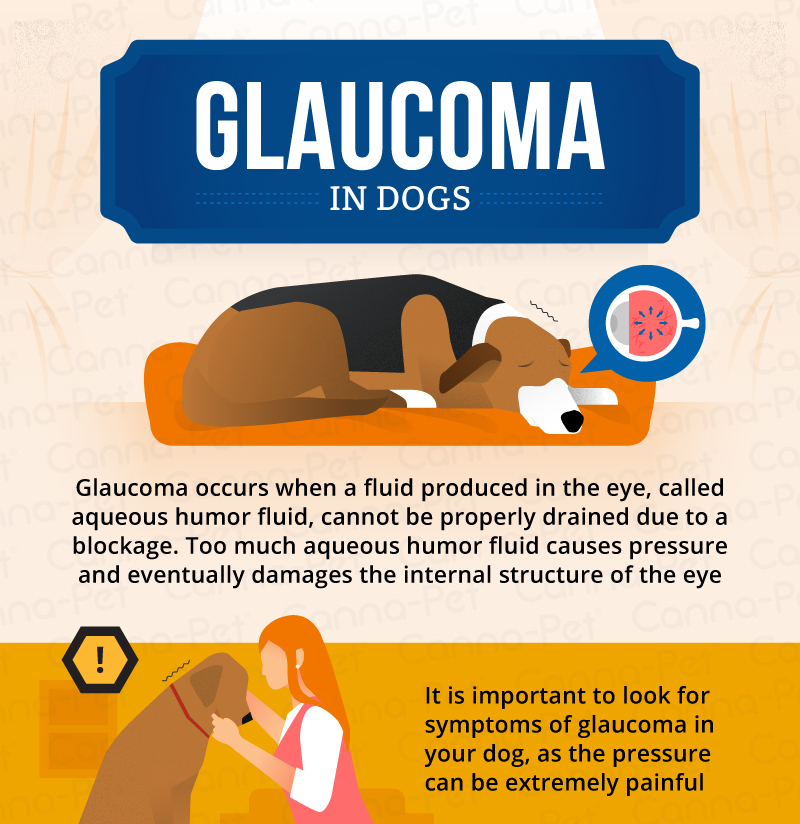 can glaucoma be treated in dogs