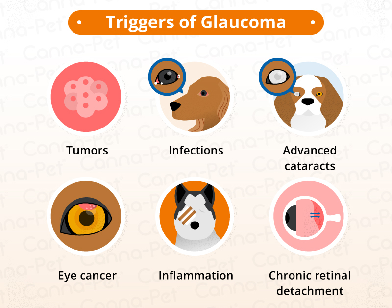 can glaucoma be treated in dogs