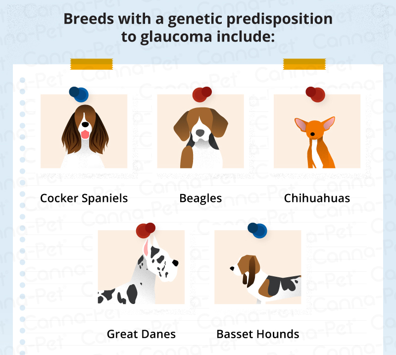 can glaucoma be treated in dogs