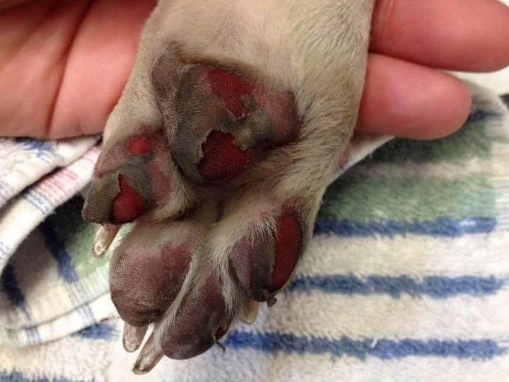 vets-now-dog-paws-burnt.jpg