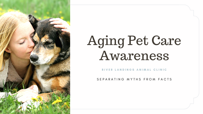 Aging Pet Care Awareness — River Landings Animal Clinic in Bradenton,  Florida