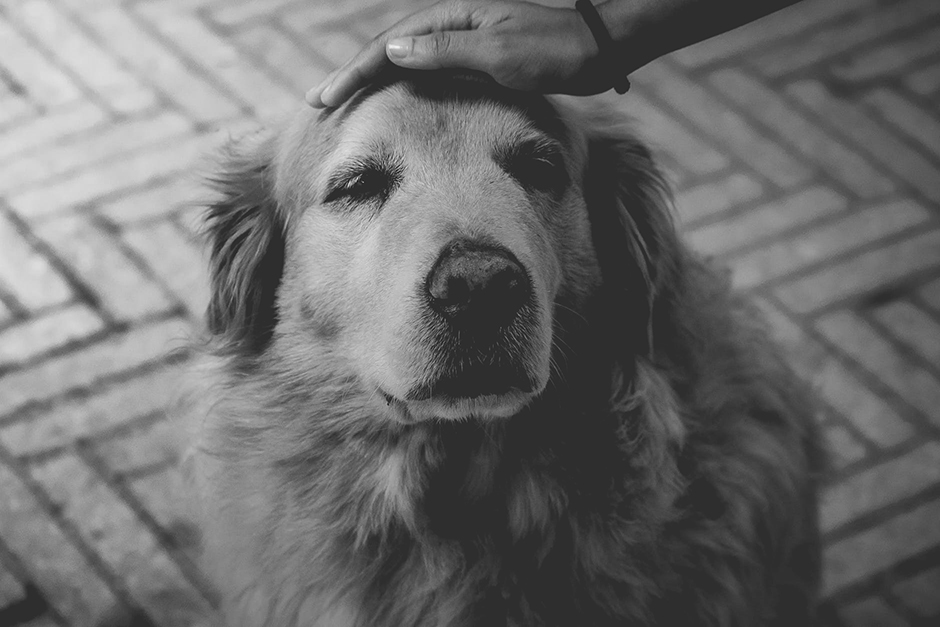 blog_ Aging Pet Awareness _poster-img.jpeg