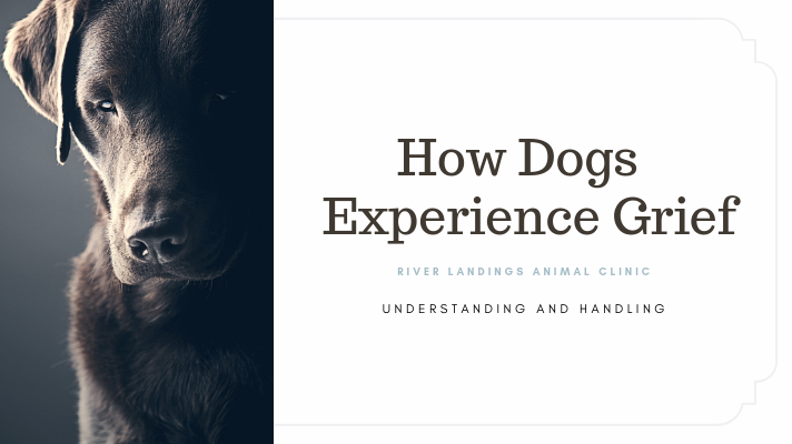 blog_ grief in dogs _banner.png