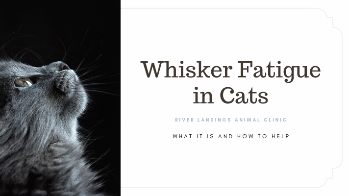 blog_ Whisker Fatigue in Cats _banner.png