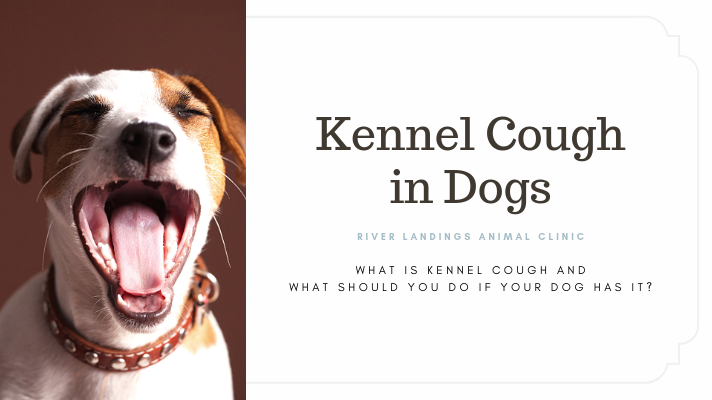 blog +Kennel+Cough+ banner