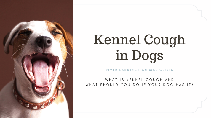 how to stop a dog from coughing with kennel cough