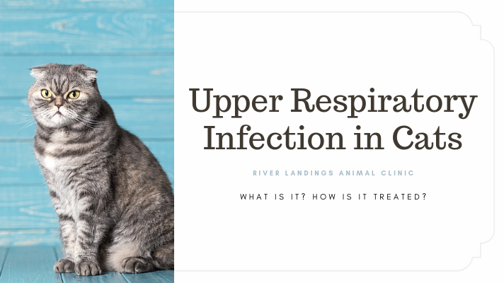 blog_ Upper Resp Infection in Cats _banner.png
