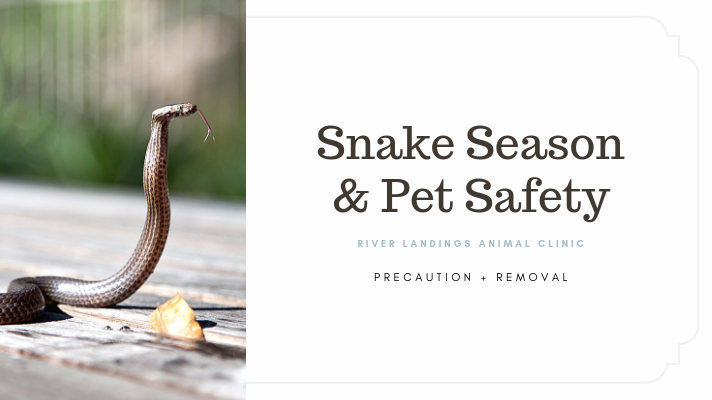 blog_ Snake Season and Pet Safety _banner.png
