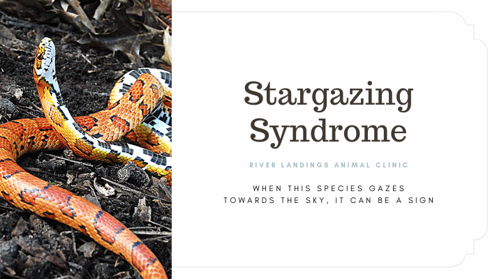 blog_ Stargazing Syndrome _banner.png