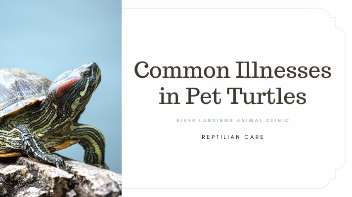 Common Illnesses Found in Pet Turtles — River Landings Animal Clinic in  Bradenton, Florida