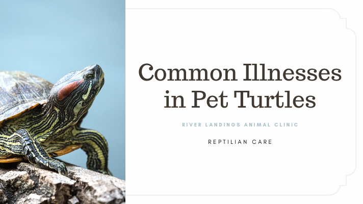 blog_ common illness in turtles _banner.png