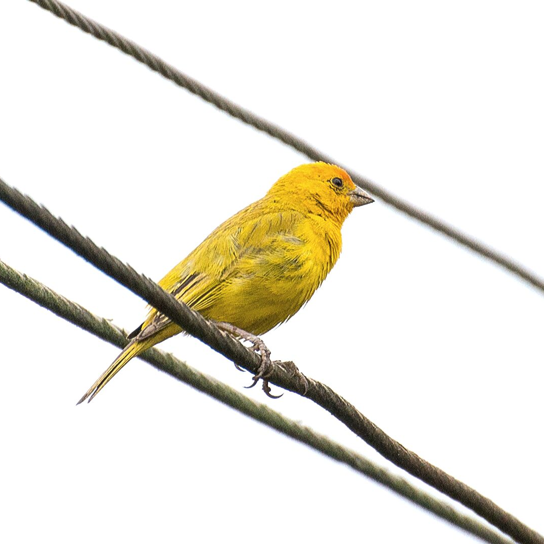 Are Birds Hard To Take Care Of Than Dogs