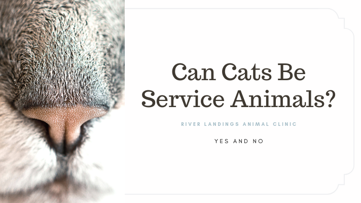 Can Cats Be Service Animals? — River Landings Animal Clinic in Bradenton,  Florida