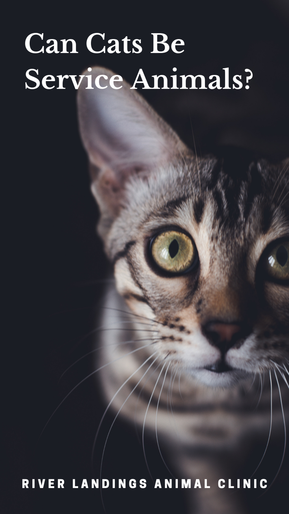 Can Cats Be Service Animals? — River Landings Animal Clinic in Bradenton,  Florida