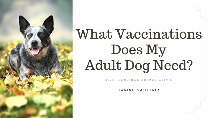 should dogs be vaccinated