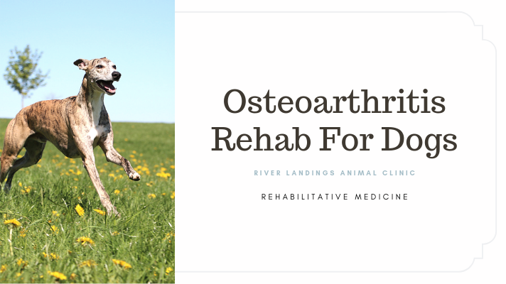 blog_ Osteoarthritis _banner.png