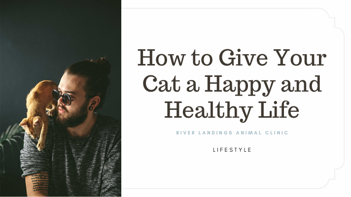 blog_ lifestyle health cat _banner.png
