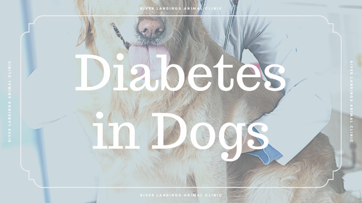 is insulin for dogs expensive