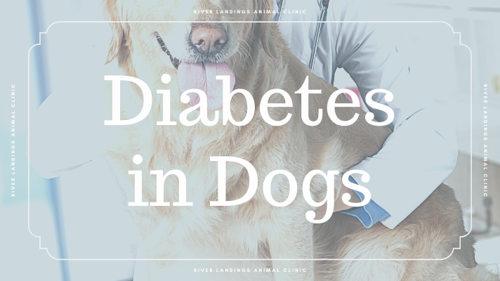 how much does insulin cost for dogs